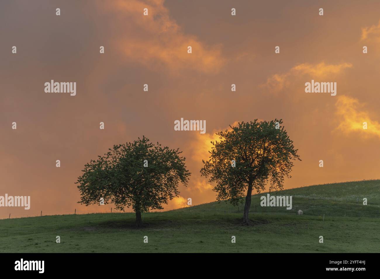 Orangefarbener Himmel bei Sonnenuntergang im Schwarzwald. Baden-Württemberg, Deutschland, Europa Stockfoto