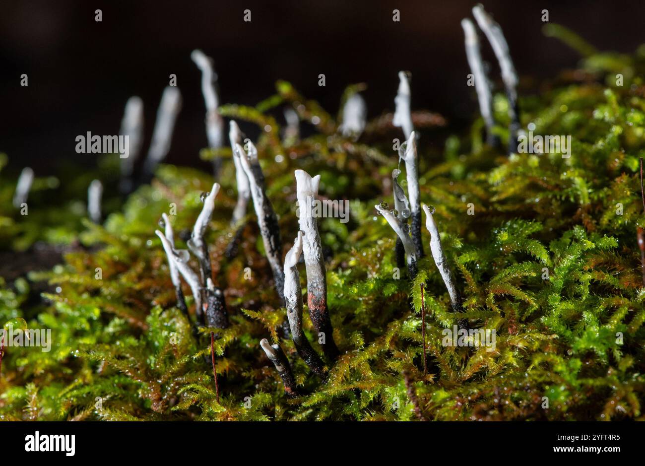 Candelsnuff Pilz, Arnside, Milnthorpe, Cumbria, Großbritannien Stockfoto