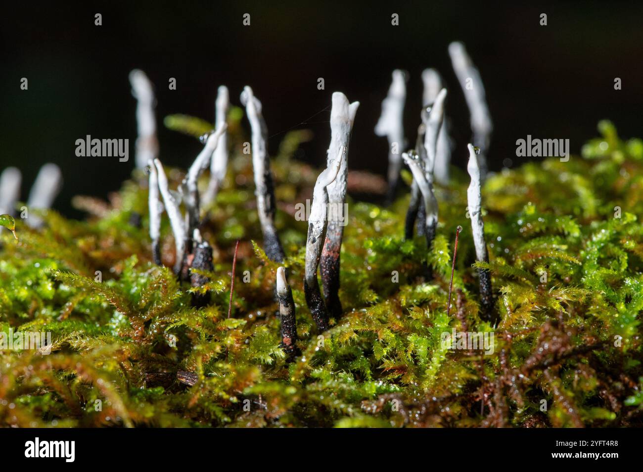 Candelsnuff Pilz, Arnside, Milnthorpe, Cumbria, Großbritannien Stockfoto