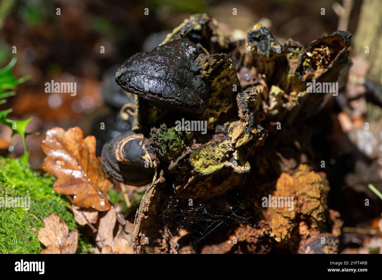 König Alfreds Kuchen - Daldinia centrrica. König Alfreds Kuchen Stockfoto