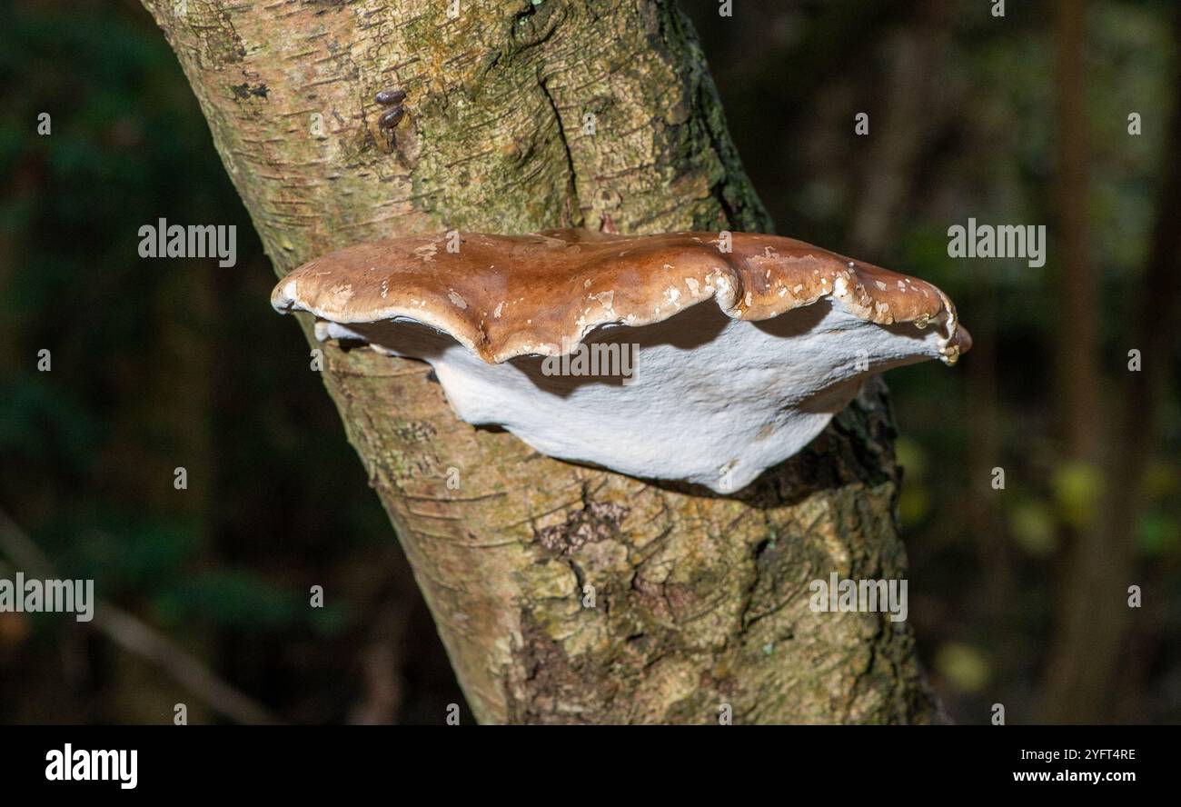 Rasiererstopfpilz, Arnside, Milnthorpe, Cumbria, Großbritannien Stockfoto