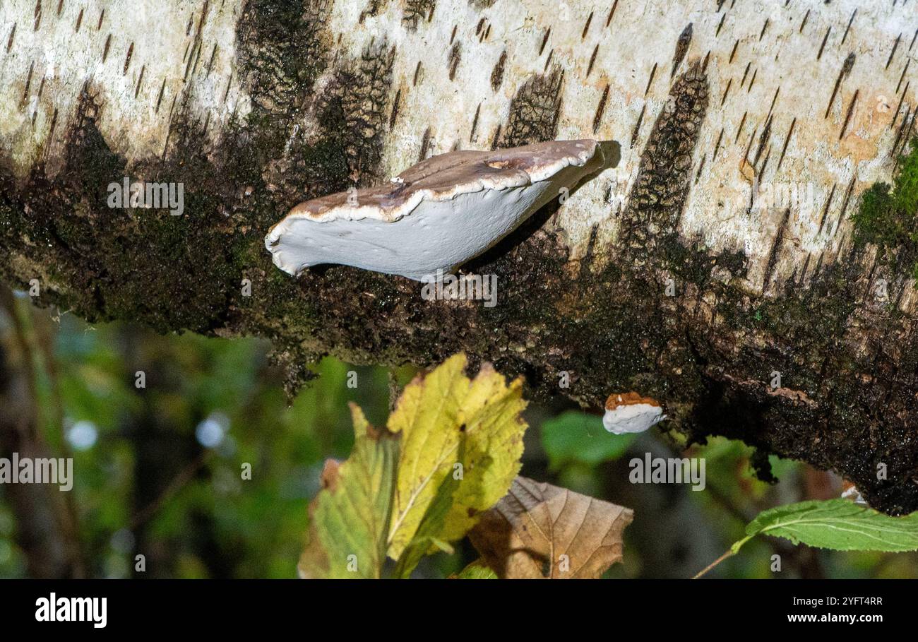 Rasiererstopfpilz, Arnside, Milnthorpe, Cumbria, Großbritannien Stockfoto