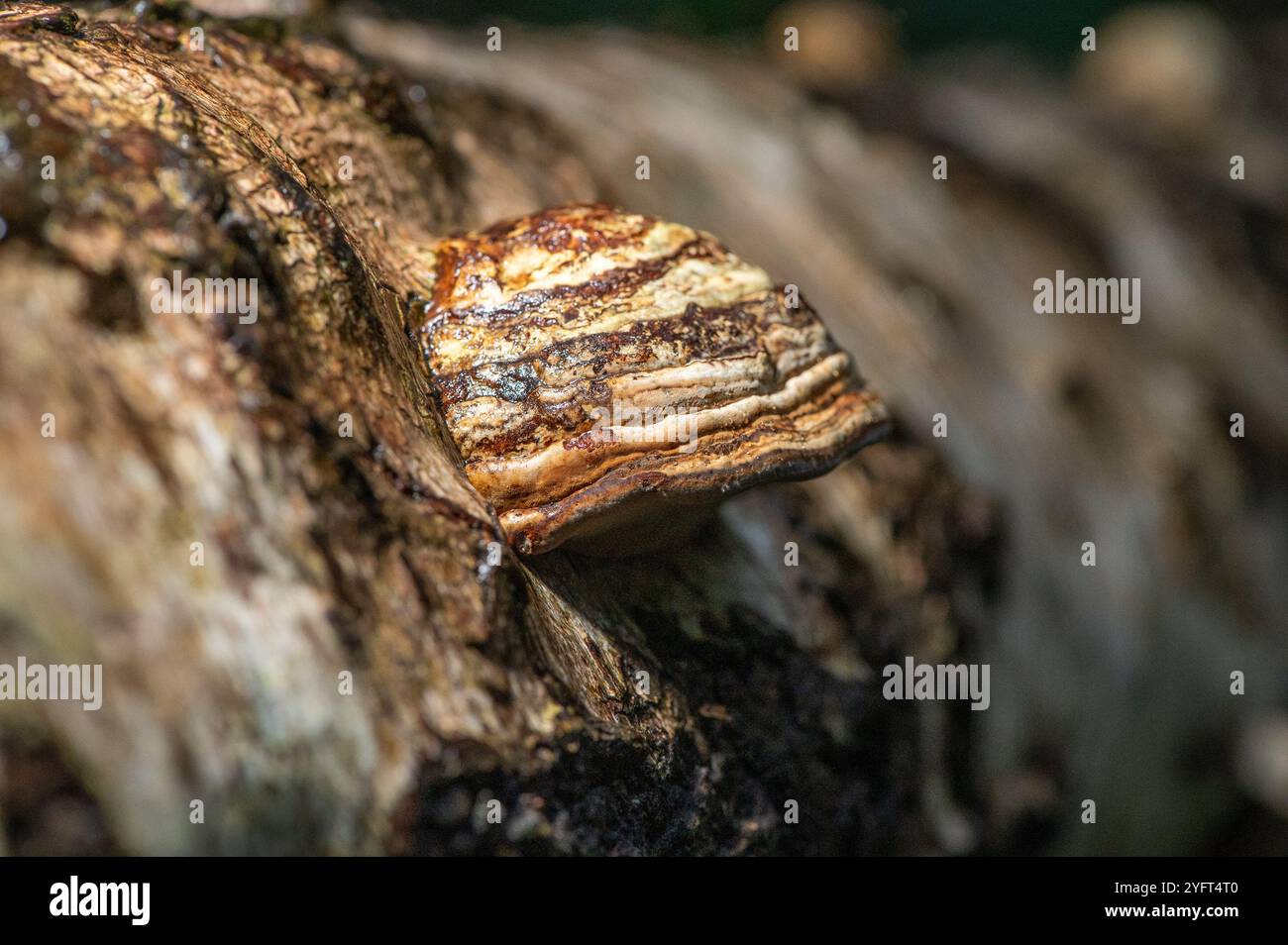 Hufpilz, Arnside, Milnthorpe, Cumbria, Großbritannien Stockfoto