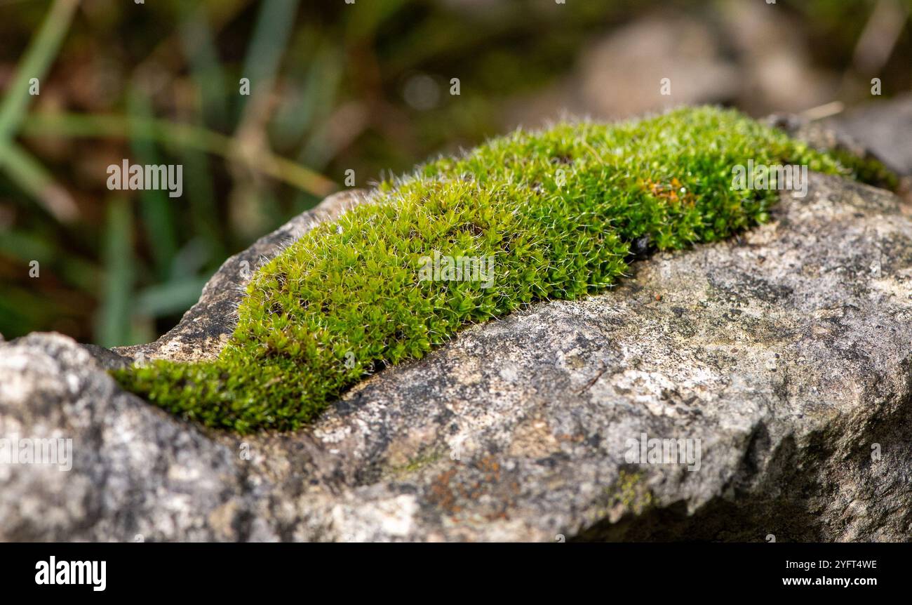 Leucobryum Moos oder Nadelkissen Moos, Arnside, Milnthorpe, Cumbria, Großbritannien Stockfoto