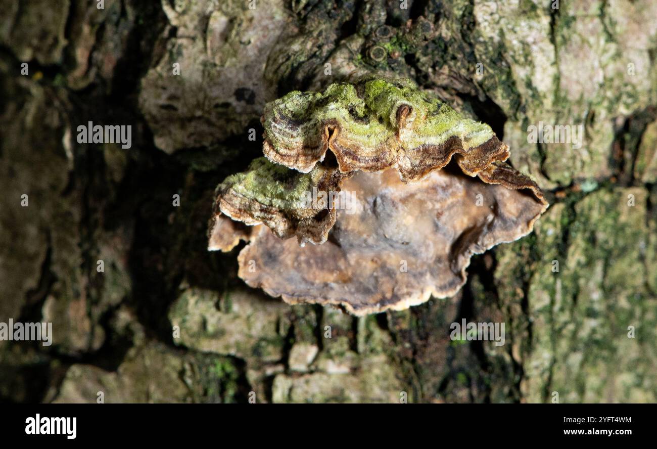 Gelb leuchtende Vorhangkruste Pilze, Arnside, Milnthorpe, Cumbria, Großbritannien Stockfoto