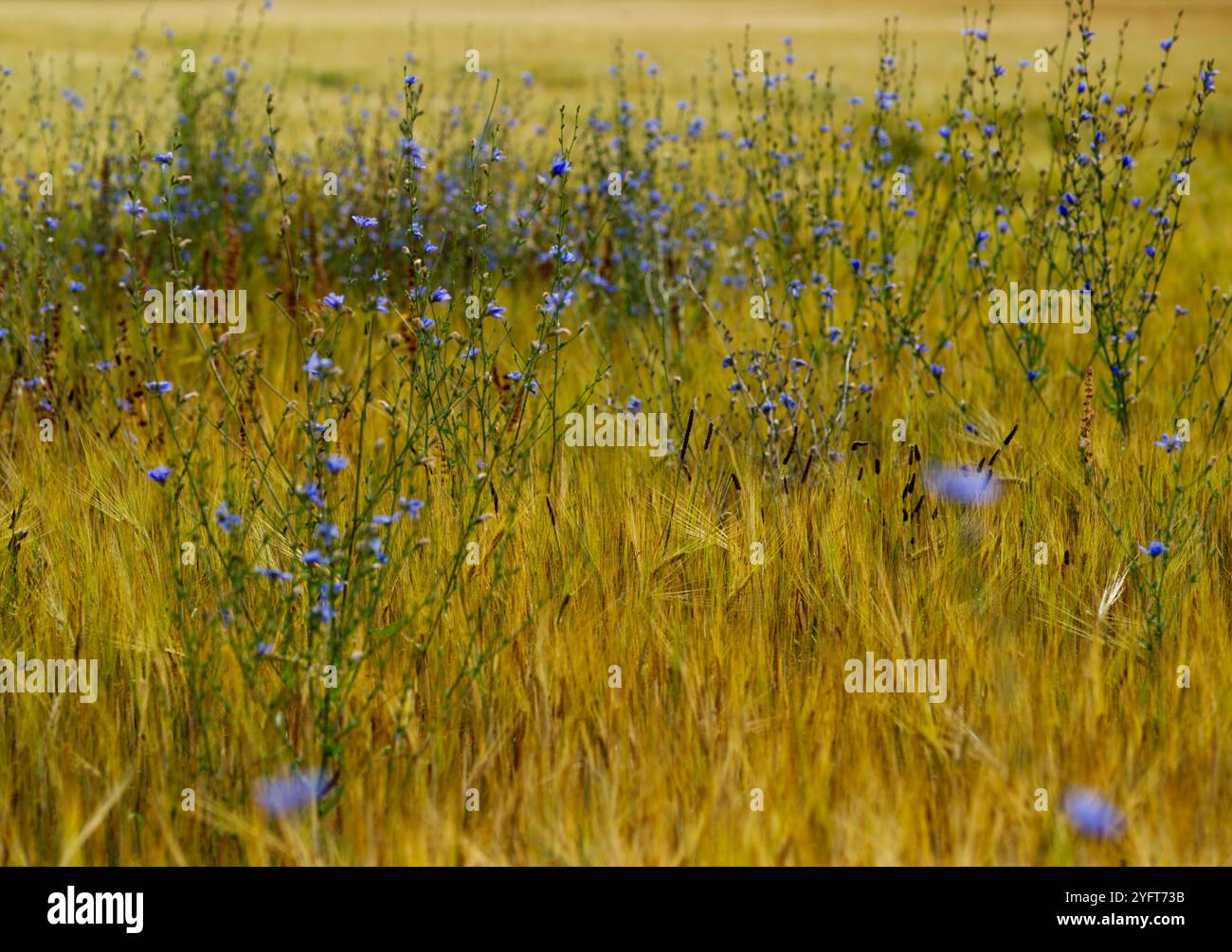 Schöne blau blühende Pflanzen der Zichorie (Cychorium intybus) in einem goldenen gelben Kornfeld Stockfoto