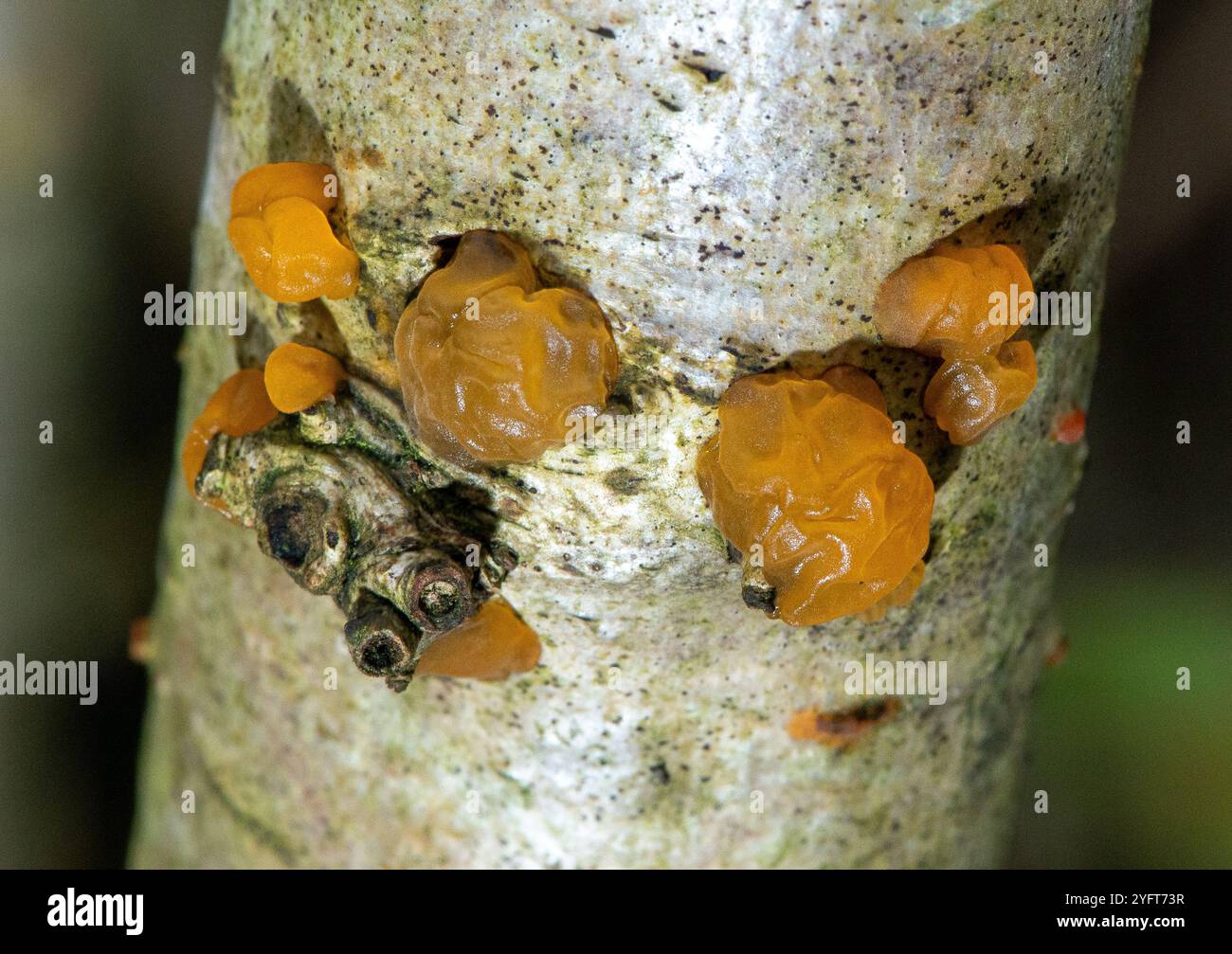 Dacrymyces chrysospermus, bekannt als Orangengelee-Fleckpilz, Arnside, Milnthorpe, Cumbria, Großbritannien Stockfoto