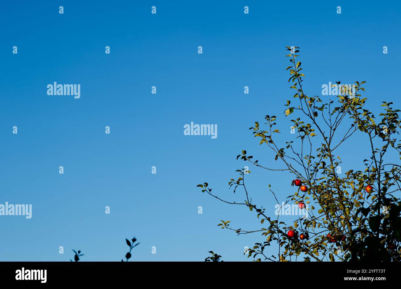 Klarer Himmel in Hellblau und die Spitze eines Apfelbaums in der rechten unteren Ecke mit Reifen roten Äpfeln, die die Zeit der Apfelernte darstellen Stockfoto