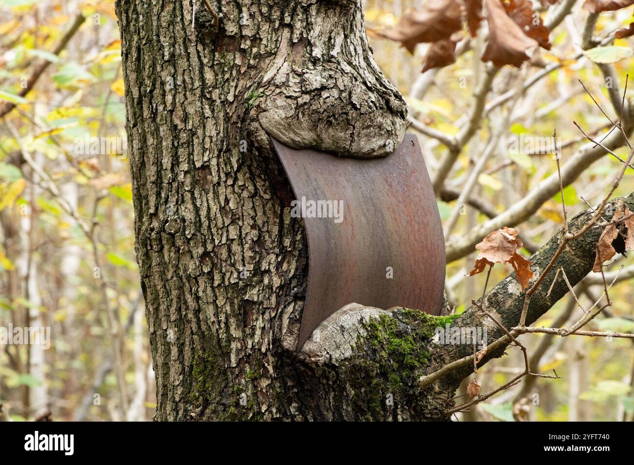 Ein altes Metallschild, das in die Rinde von Baum wächst, Arnside, Milnthorpe, Cumbria, Großbritannien Stockfoto