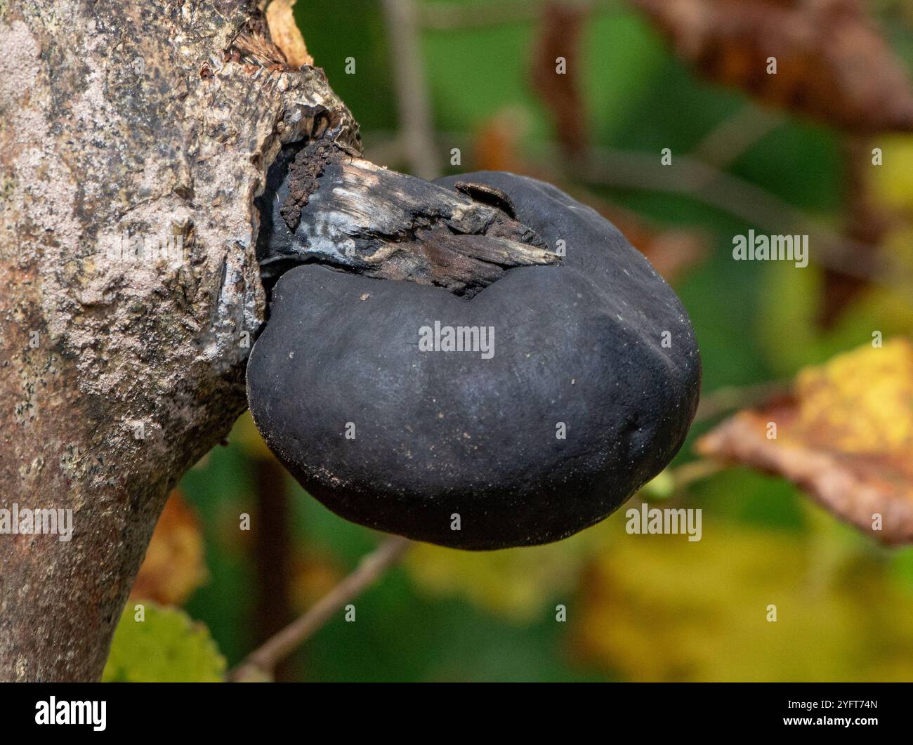 Black Ball Pilz, Arnside, Milnthorpe, Cumbria, Großbritannien Stockfoto