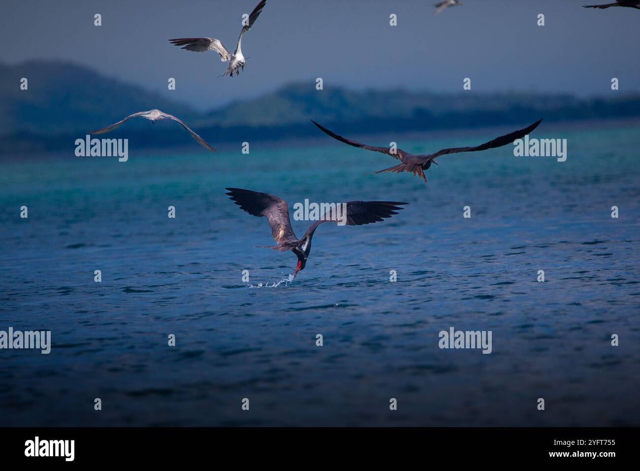 Fregattvögel im Futterrausch Stockfoto