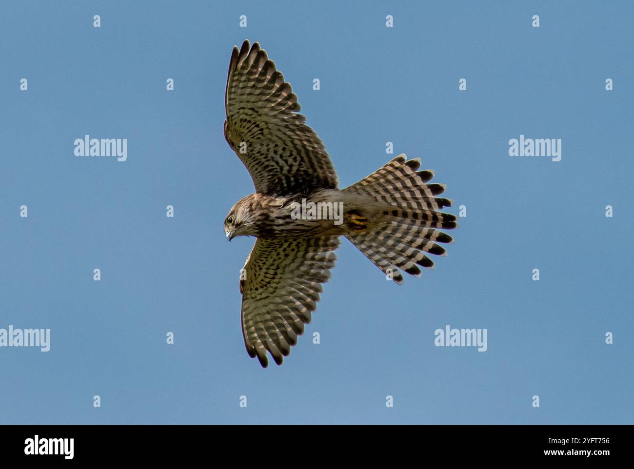 A Kestrel Flying, Arnside, Milnthorpe, Cumbria, Großbritannien Stockfoto