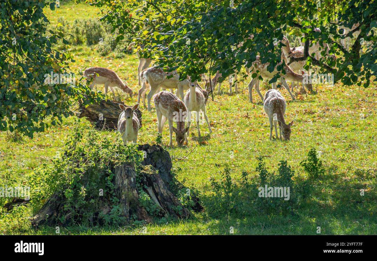 Damhirsch, Milnthorpe, Cumbria. VEREINIGTES KÖNIGREICH Stockfoto