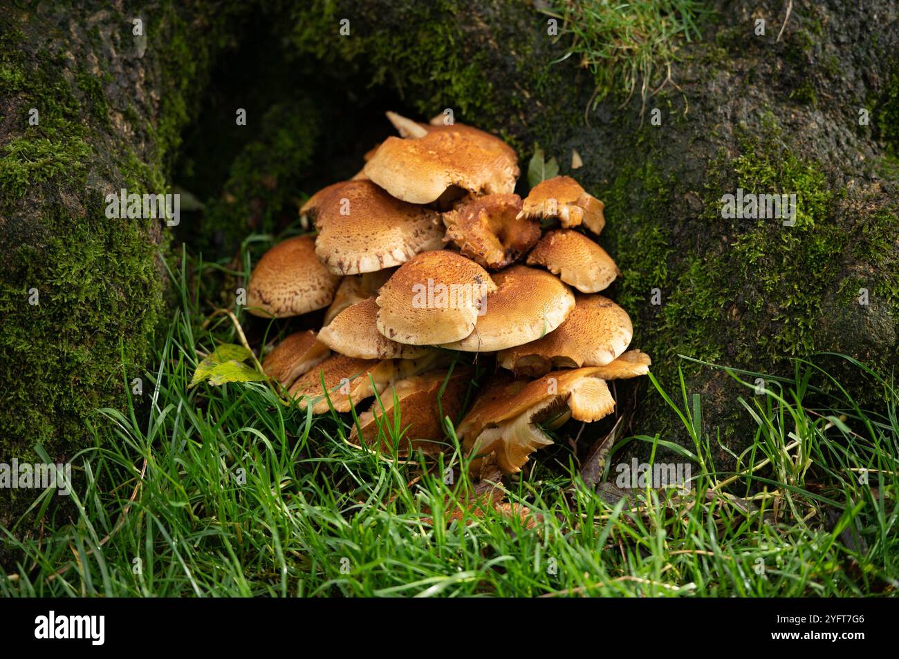 Honigpilz, Chipping, Preston, Lancashire, Großbritannien Stockfoto