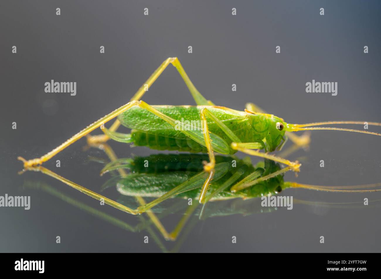 Eine Eichen-Bush-Cricket in einem Garten, Lancashire, Großbritannien. Stockfoto