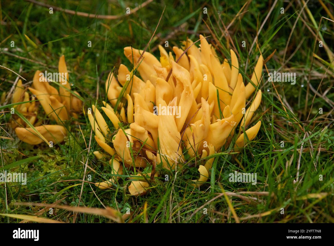 Goldene Spindeln, ein Pilz von Kurzgras- und Waldlichtungen. Dieser ungenießbare Pilz kann in sehr dichten Klumpen auftreten. Stockfoto
