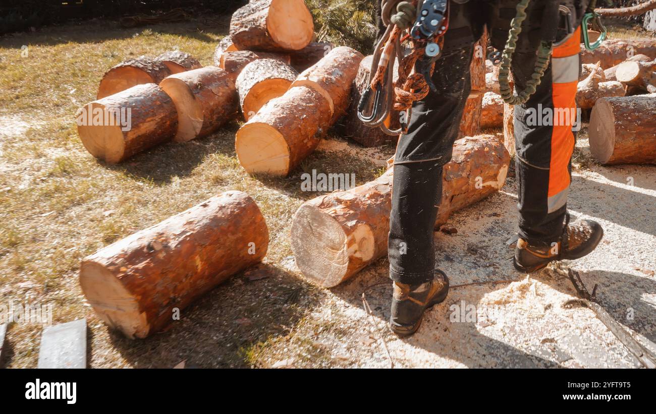 Der Baumstamm kommt an einem gesägten und geschnittenen Baumstamm vorbei. Baumpflege. Stockfoto