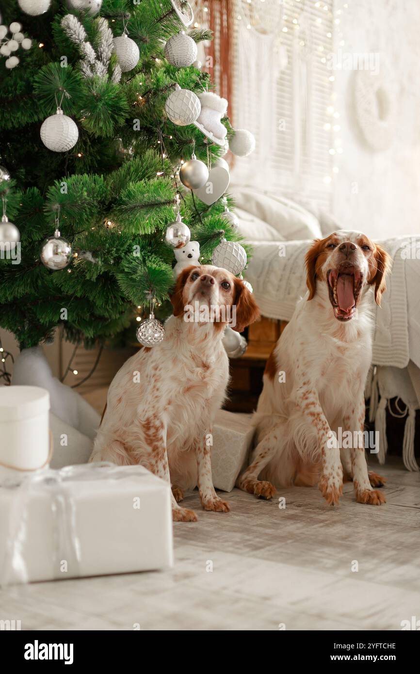 Zwei Spaniels in der Nähe des Weihnachtsbaums, dekoriert mit silbernen Ornamenten und warmen Lichtern in einem gemütlichen Zimmer. Stockfoto