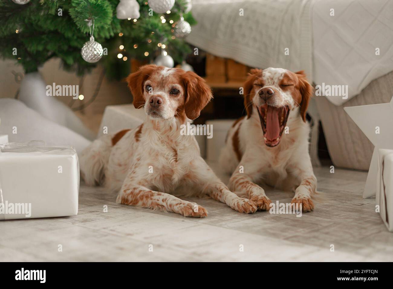 Zwei Spaniels liegen auf dem Boden unter dem Weihnachtsbaum mit silbernen Kugeln und weißen Geschenken, einer gähnt weit. Stockfoto