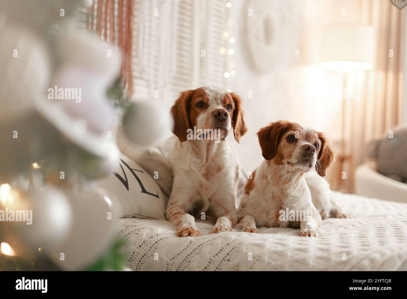 Zwei Spaniels liegen auf einer Strickdecke in der Nähe des Weihnachtsbaums mit sanftem Licht und gemütlicher Wintereinrichtung. Stockfoto