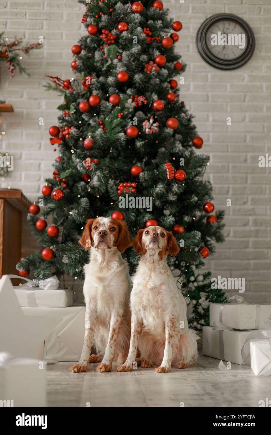 Zwei Bretagne Spaniels sitzen neben einem geschmückten Weihnachtsbaum mit roten Ornamenten und gewickelten Geschenken auf hellem Boden. Stockfoto
