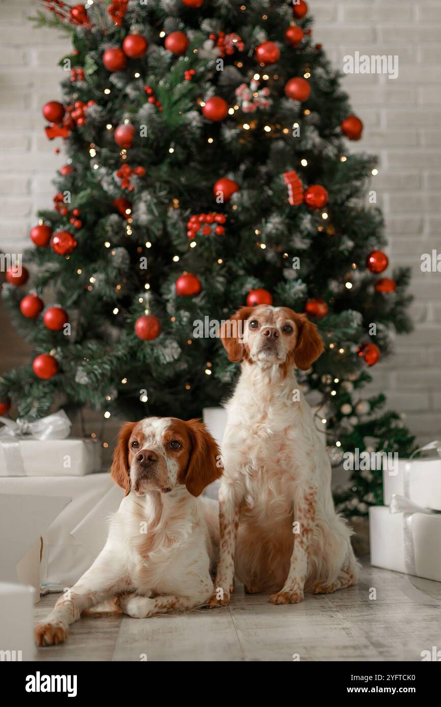 Zwei Brittany Spaniels, die neben dem Weihnachtsbaum sitzen und liegen, mit roten Ornamenten und weiß gewickelten Geschenken. Stockfoto