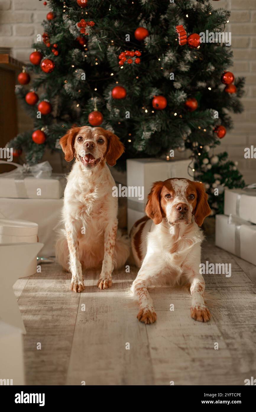 Zwei Bretagne Spaniels sitzen und liegen neben einem geschmückten Weihnachtsbaum mit roten Ornamenten. Stockfoto