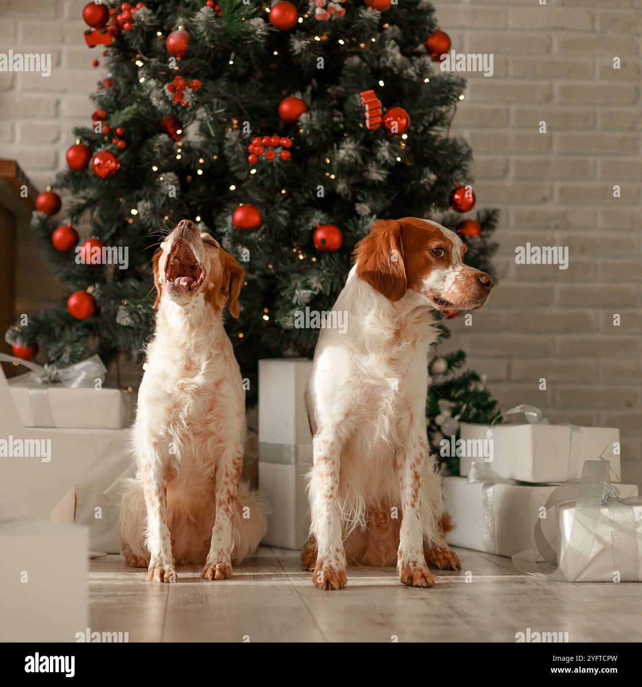 Zwei Bretagne Spaniels sitzen neben dem Weihnachtsbaum, einer gähnt, der andere schaut beiseite. Stockfoto