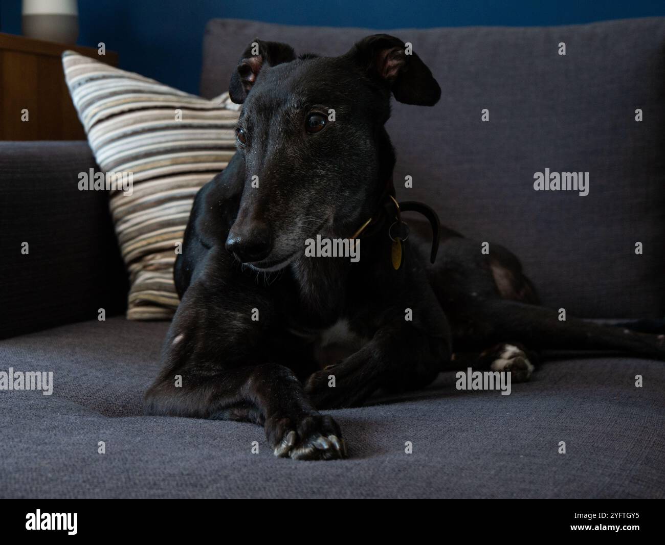 Ex-Rennsport-windhund, schwarzer Hund, der bequem auf dem Sofa liegt Stockfoto