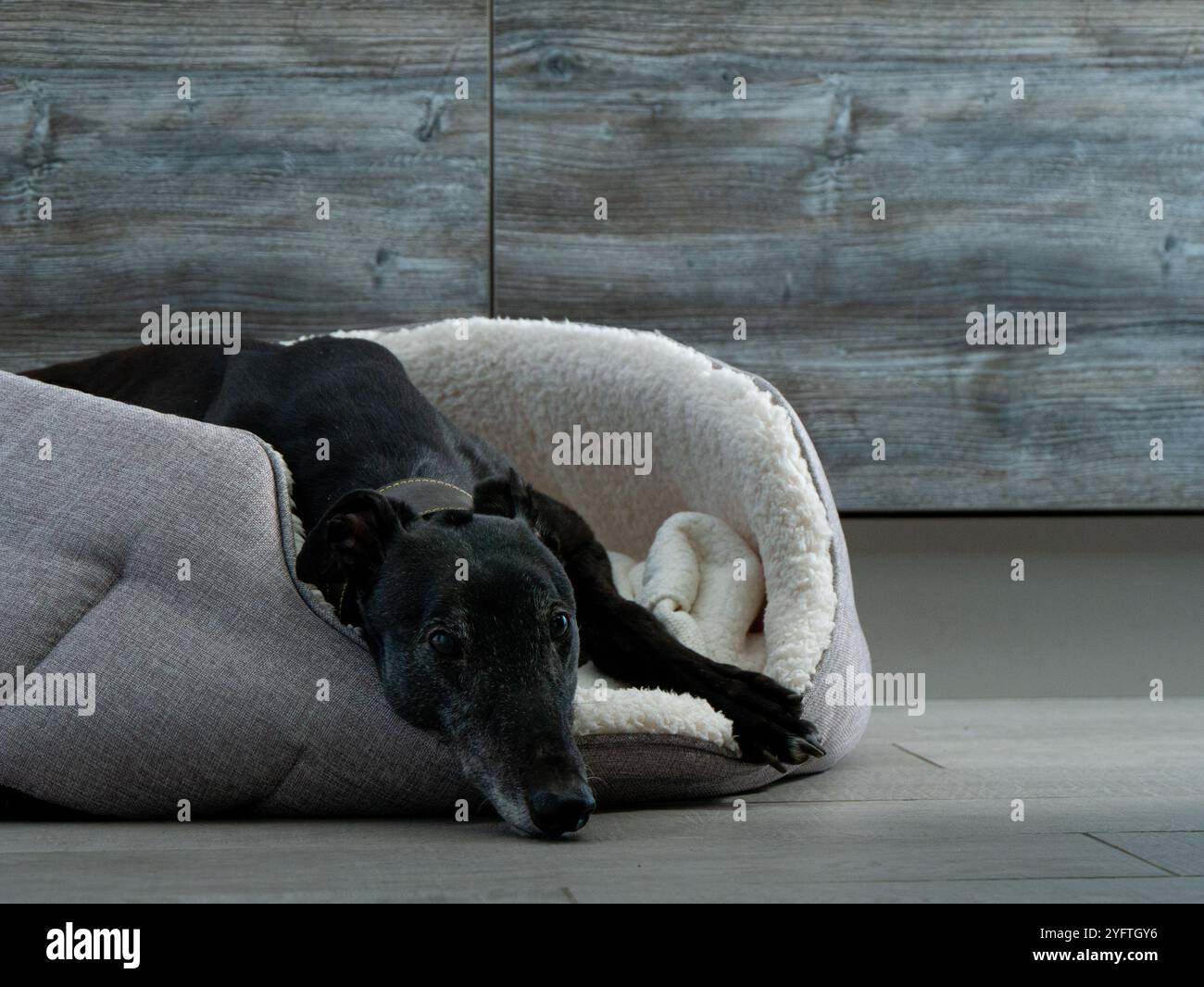 Ex Racing Greyhound Black Dog liegt im Hundebett in der Küche Stockfoto