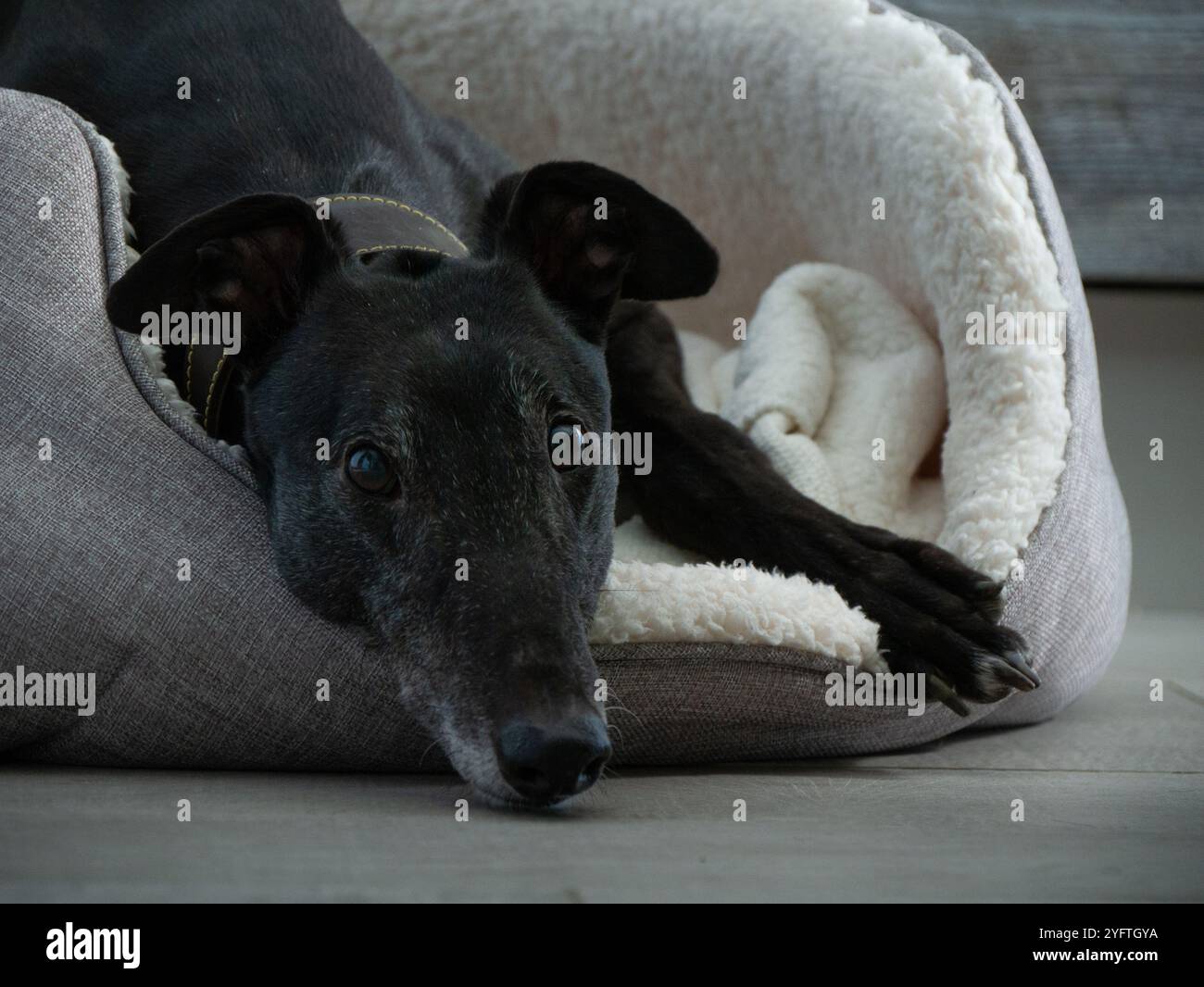Ex Racing greyhound Nahaufnahme des Gesichts, das in Hundebett liegt Ohren oben Stockfoto