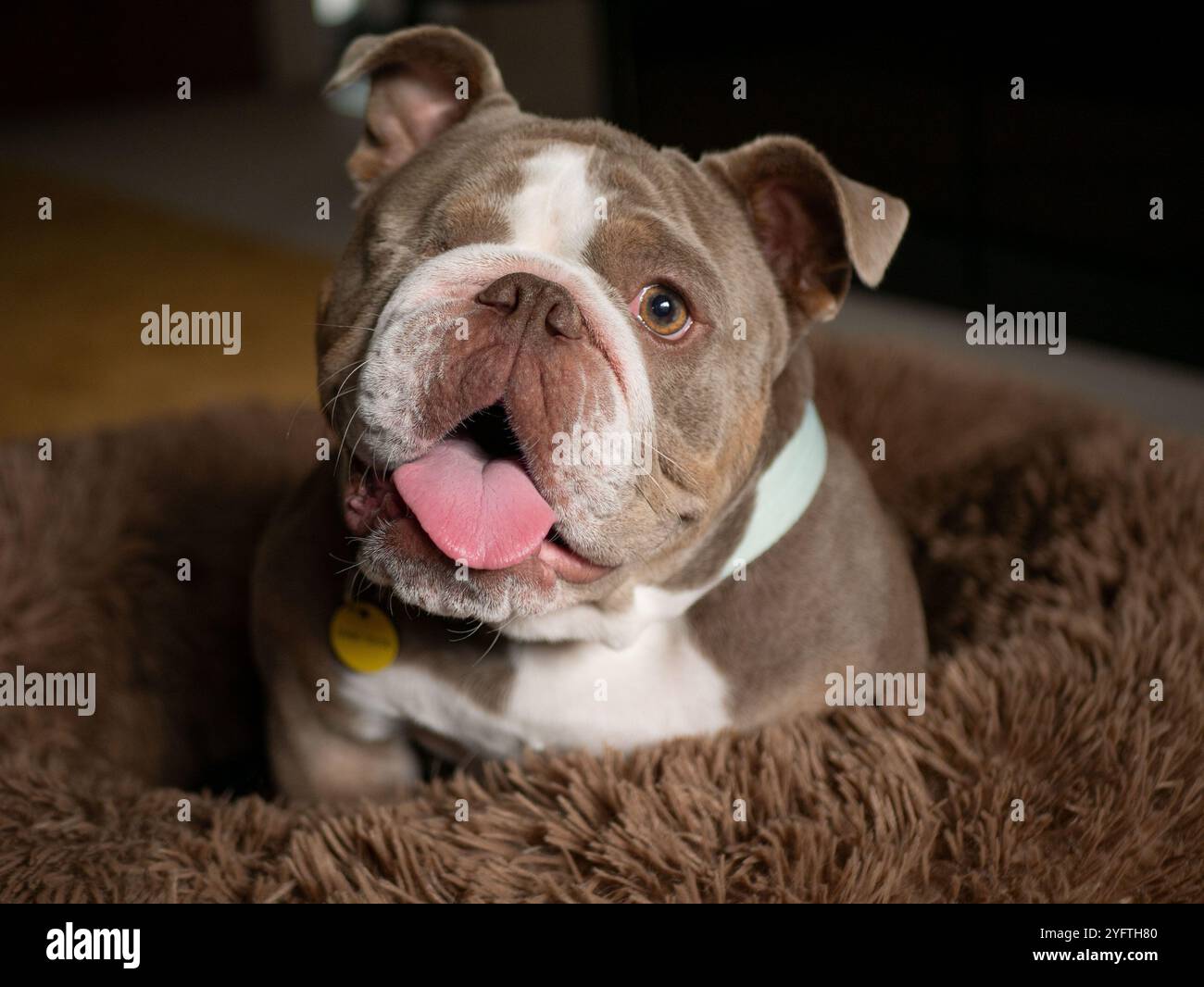 Niedliche Bulldogge mit einem Auge in braunem flauschigem Bett - Lilac White Bulldogge Stockfoto