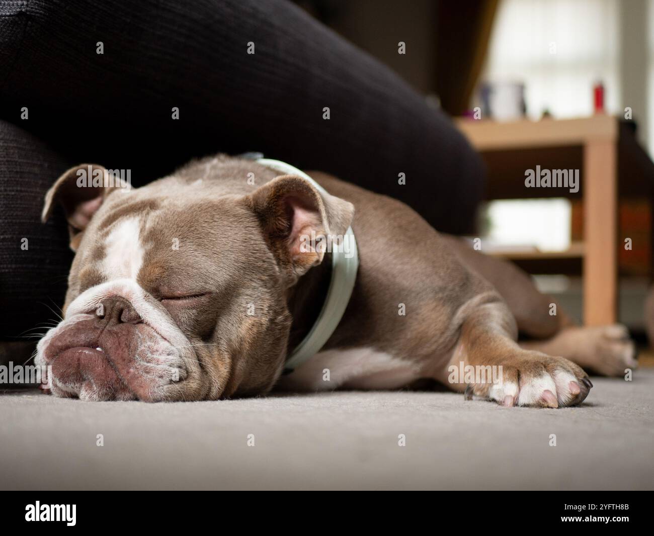 Schlafender Bulldog auf Teppich - Brachyzephaler Schnarchhund - hat Atembeschwerden Stockfoto