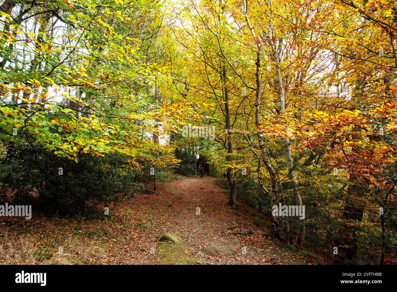 Sneaton Forest, North Yorkshire, Großbritannien. November 2024. Herbstfarben in Sneaton Forest, North Yorkshire. Neil Squires/Alamy Live News Stockfoto