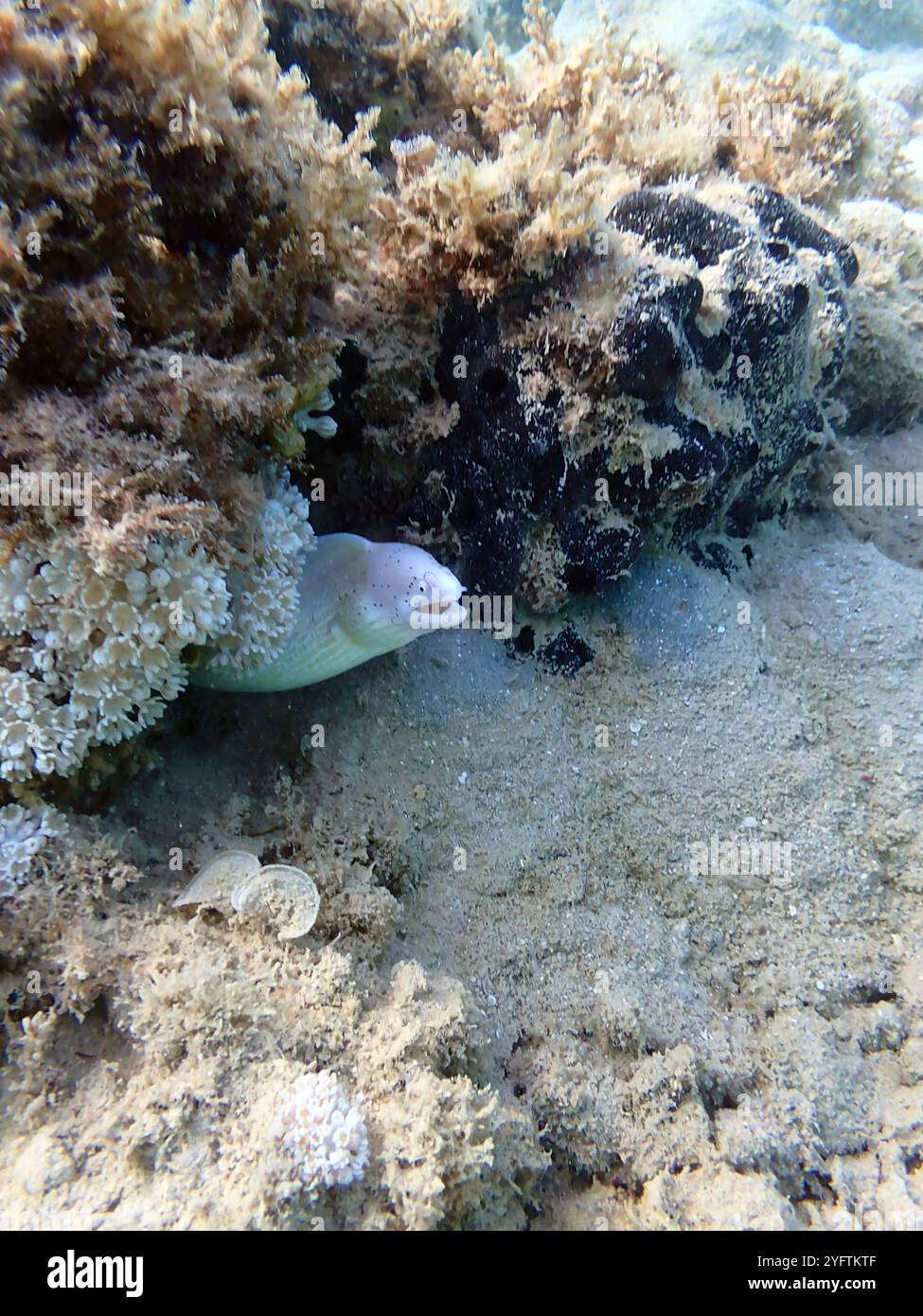 Geometrischer Moray Ael - Gymnothorax griseus Stockfoto