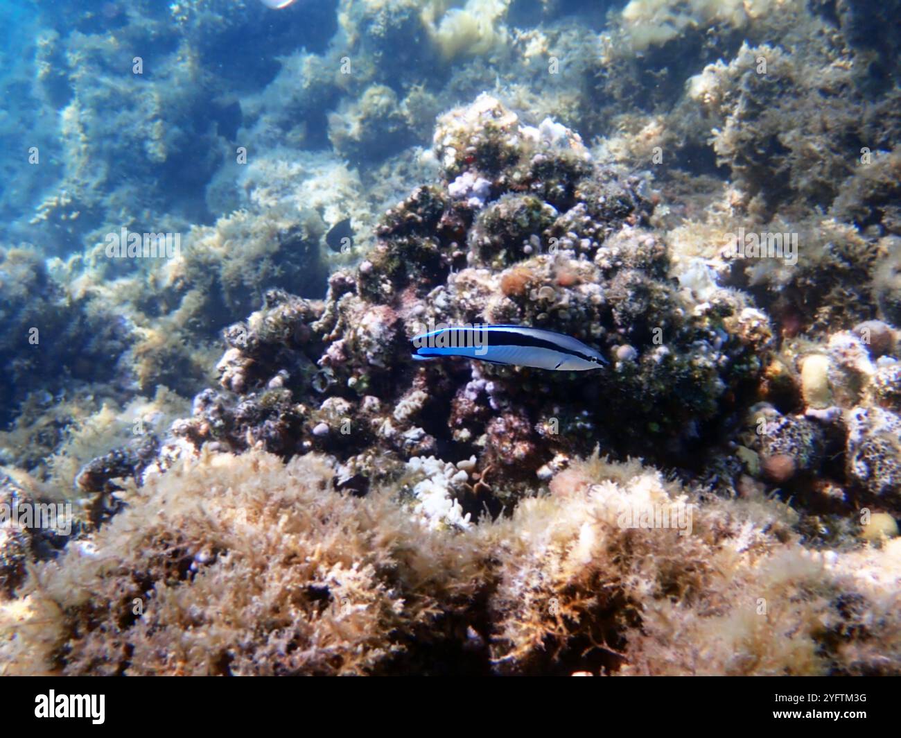 Bluestreak-Reiniger (Labroides dimidiatus), Unterwasserfotografie Stockfoto