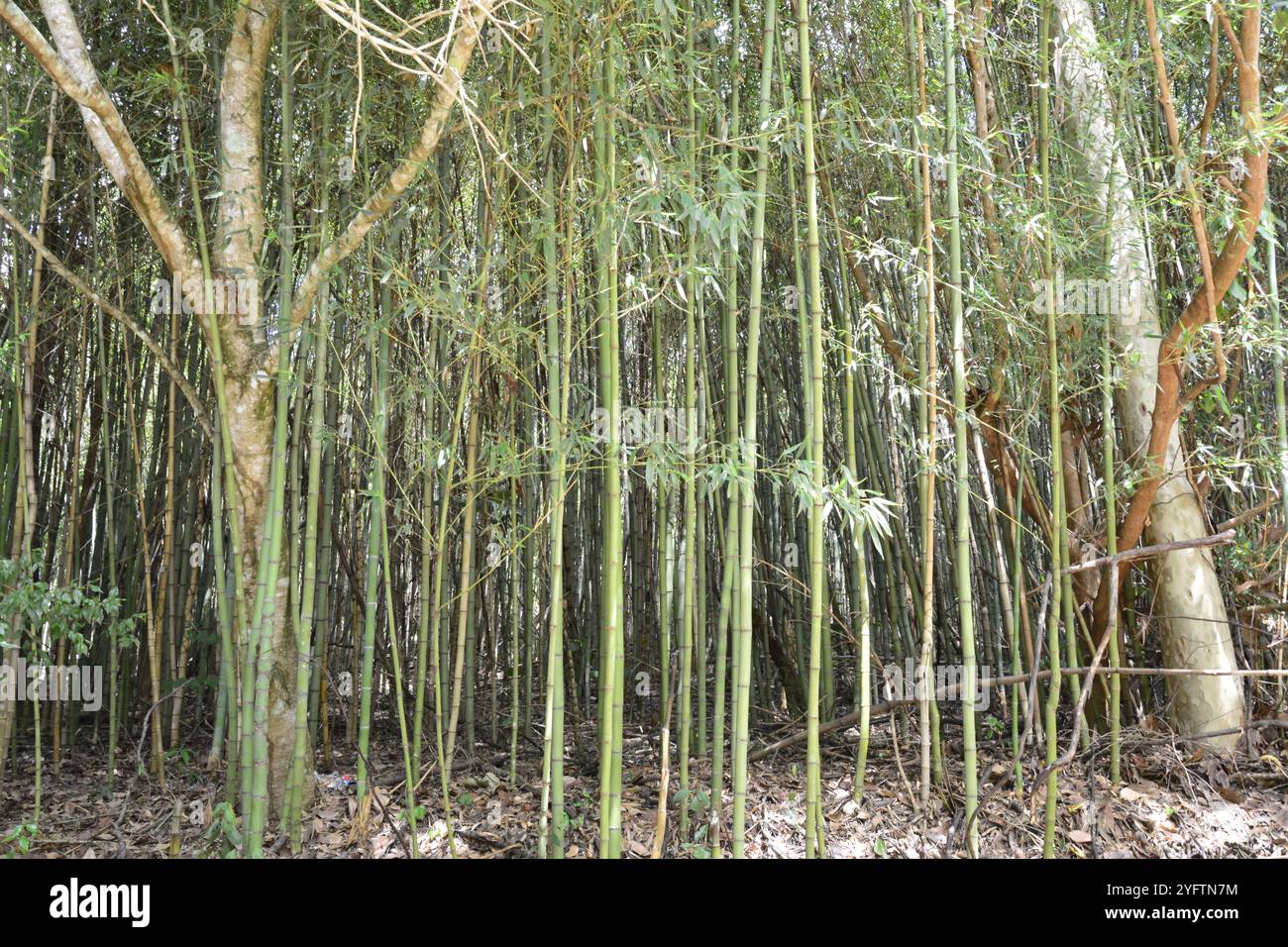 Bambusplantage und Umweltschutzgebiet Stockfoto