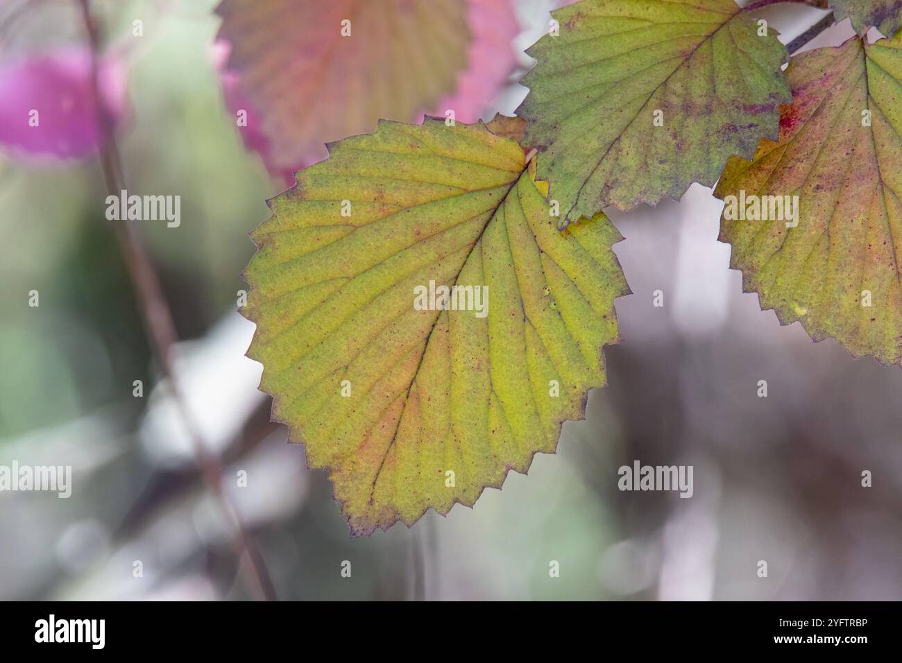 Nahaufnahme eines Arrowwood-Blattes, das im Herbst seine Farbe ändert Stockfoto
