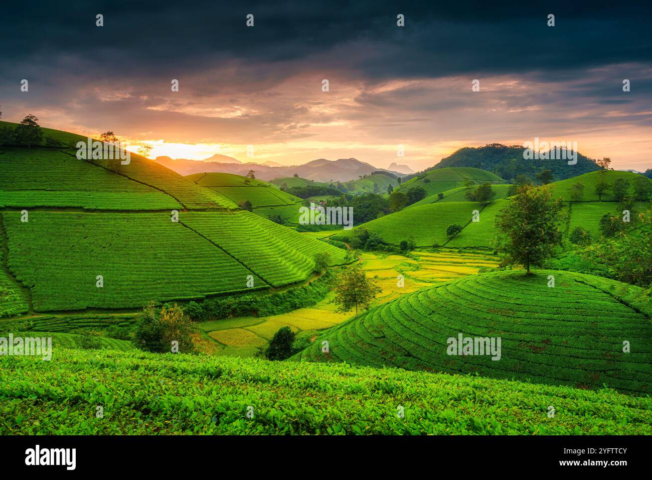 Wunderschöner Sonnenuntergang, der über dem Long Coc Teehügel auf landwirtschaftlichem Feld in Phu Tho, Vietnam, strahlt Stockfoto