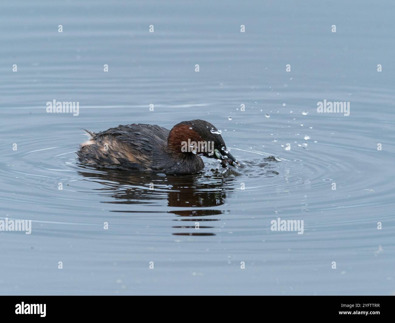 Zwergtaucher Tachybaptus ruficollis mit einem caddis Fliegen Larven, GREYLAKE RSPB Reservat, Somerset Levels und Mauren, England, Großbritannien, Februar 2019 Stockfoto