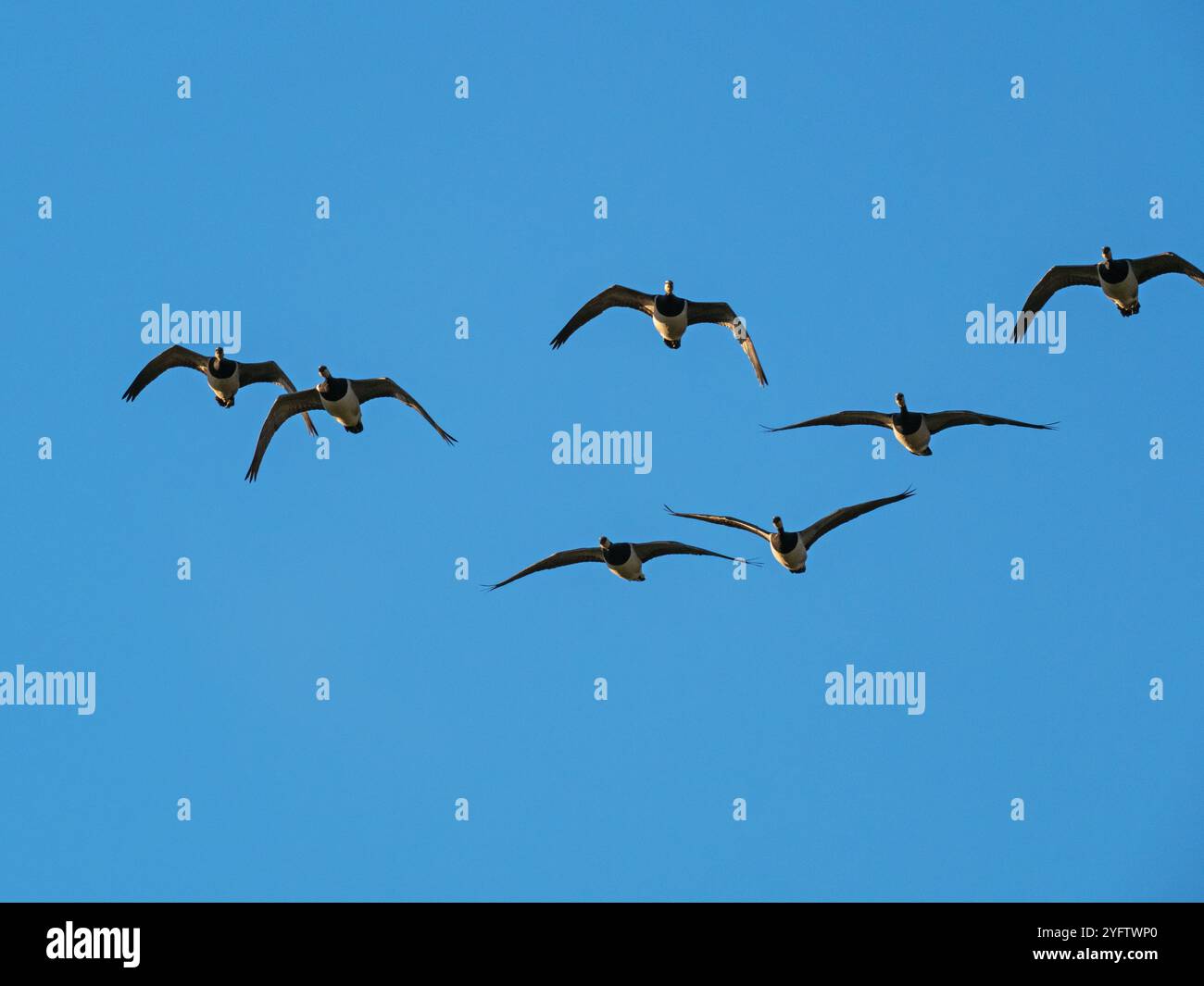 Barnacle Gans Branta Leukopsis im Flug nahe Ardnave Point, Islay, Inner Hebrids, Argyll, Schottland, Großbritannien, Dezember 2021 Stockfoto