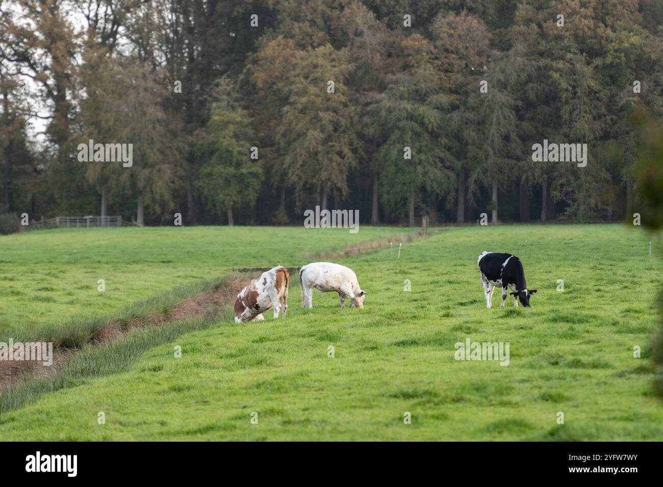 Kühe auf einem Polderstück grüner Ackerfläche in den Niederlanden. Viehbestand in den Niederlanden, der von Schlitzwasser umgeben ist, von Gras ernährt wird. Nutztier Stockfoto