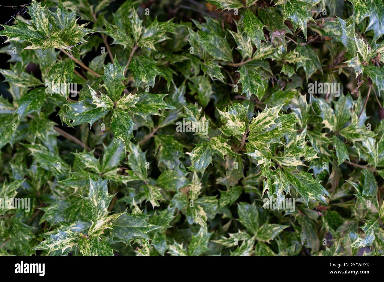 Hintergrund des grünen Blattes Osmanthus. Blumenpflanze mit scharfen Blättern. Holly Blütenblatt Laub Stockfoto