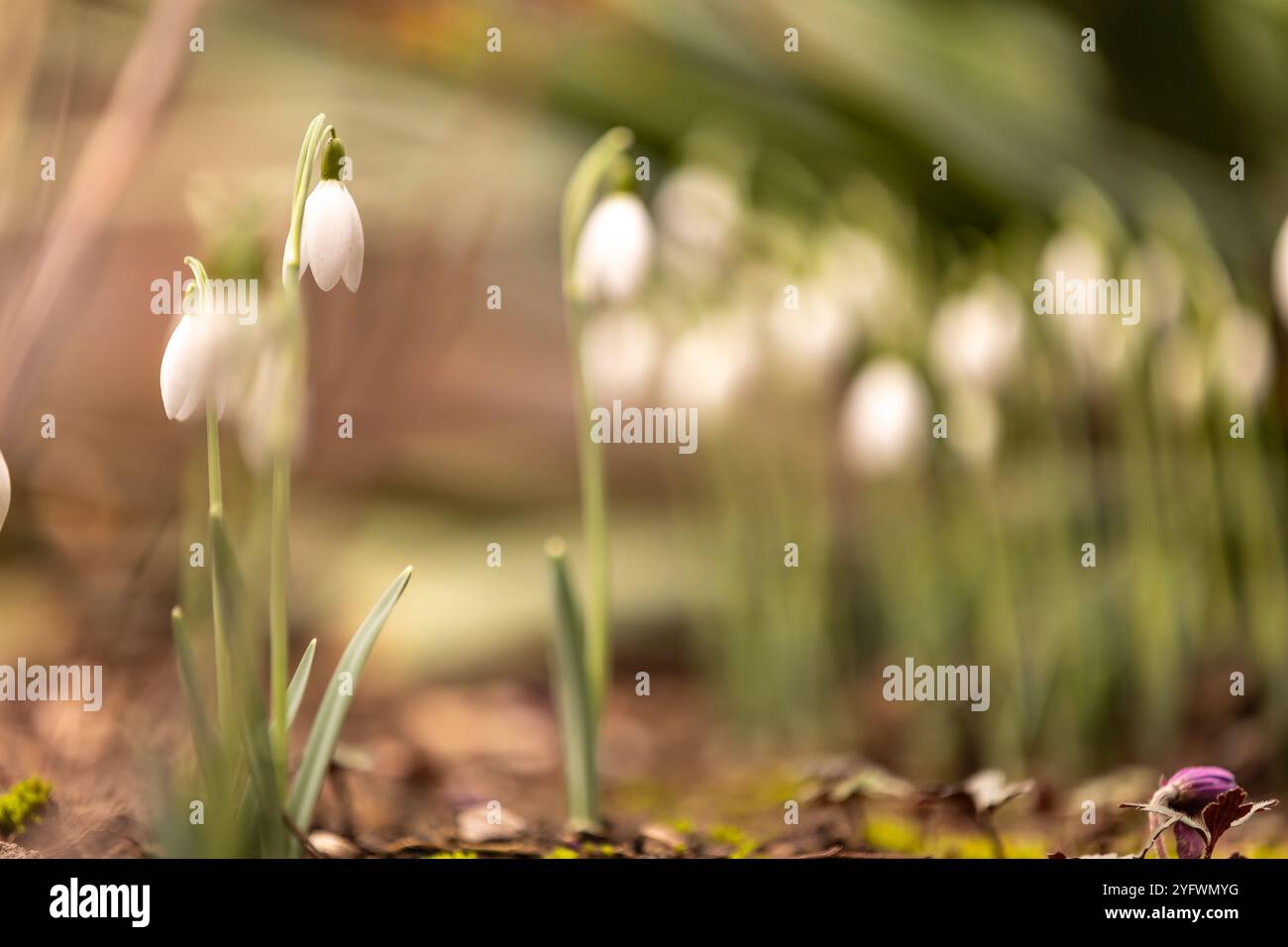 Eine Gruppe von Schneeglöckchen (Galanthus) in einem frühen Stadium mit verschwommenem Vorder- und Hintergrund Stockfoto