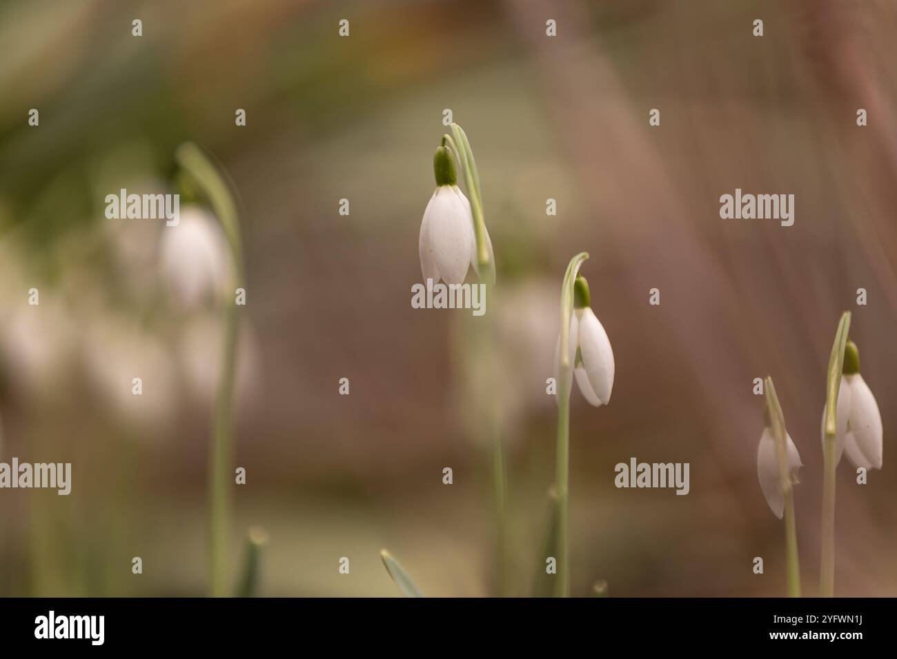 Eine Gruppe von Schneeglöckchen (Galanthus) in einem frühen Stadium mit verschwommenem Vorder- und Hintergrund Stockfoto