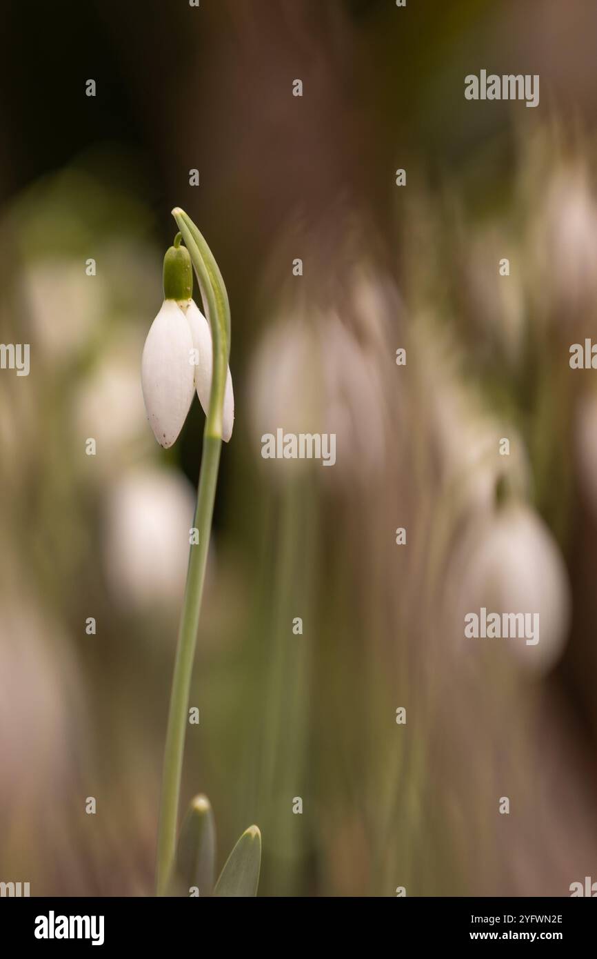 Eine Blüte von Schneeglöckchen (Galanthus) in einem frühen Stadium mit verschwommenem Hintergrund Stockfoto