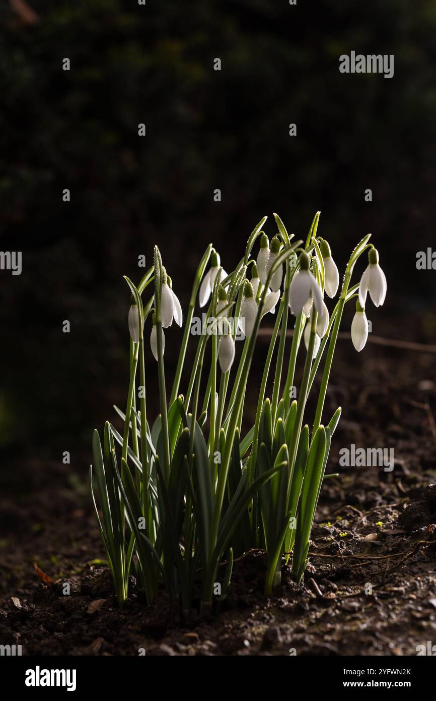 Eine Gruppe von Schneeglöckchen (Galanthus) in einem frühen Stadium mit verschwommenem Hintergrund Stockfoto
