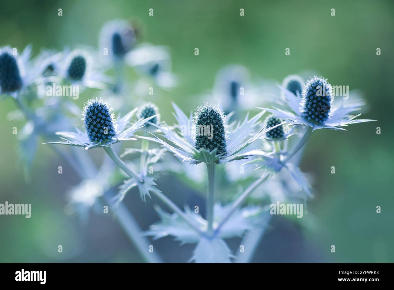 Eryngium giganteum, auch bekannt als seeholly oder riesenseeholly, ist eine große, grobe, distelartige, klumpenbildende Biennale oder kurzlebige mehrjährige Pflanze Stockfoto