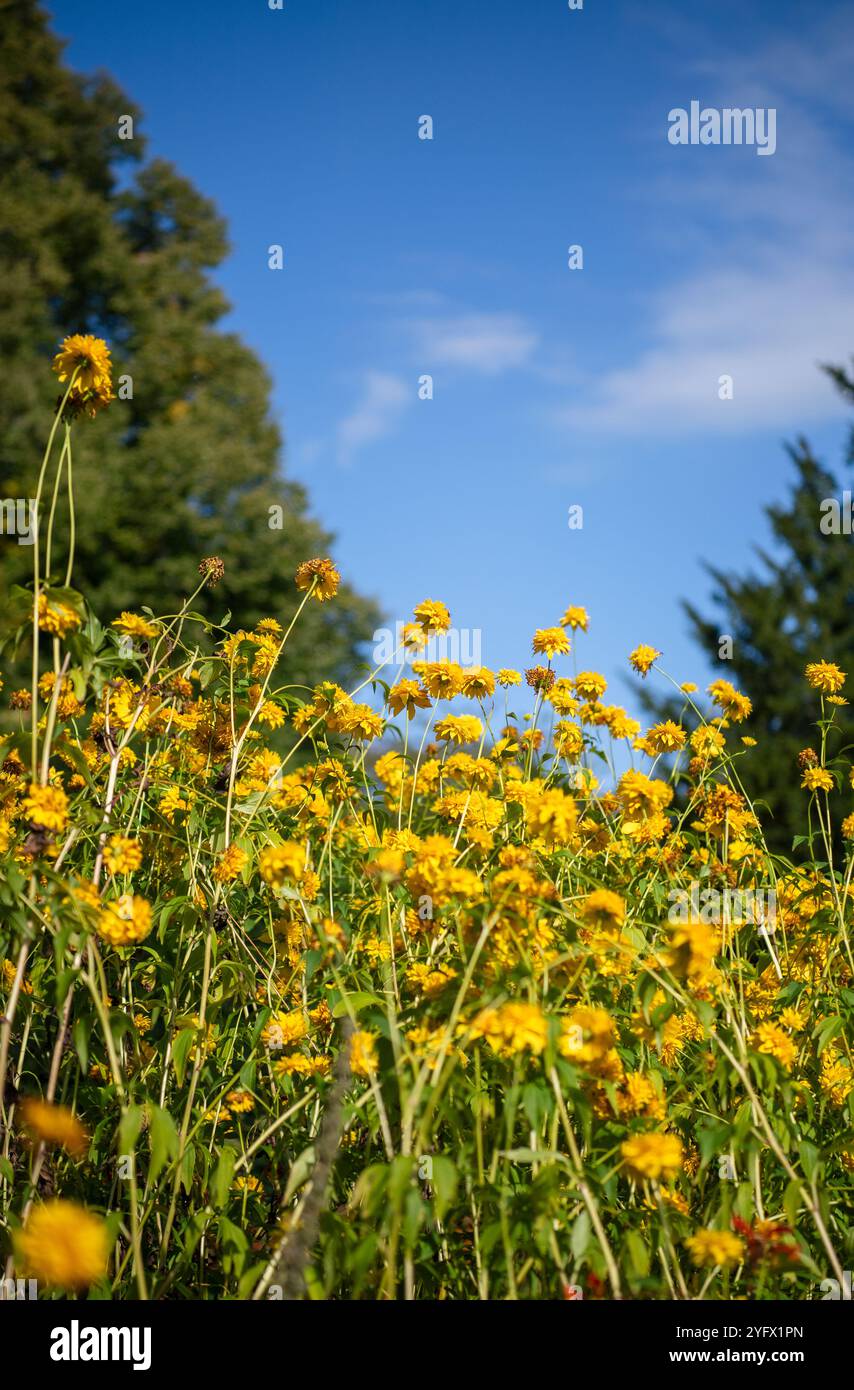Gelbe Blumen auf einem Feld mit blauem Himmel darüber Stockfoto