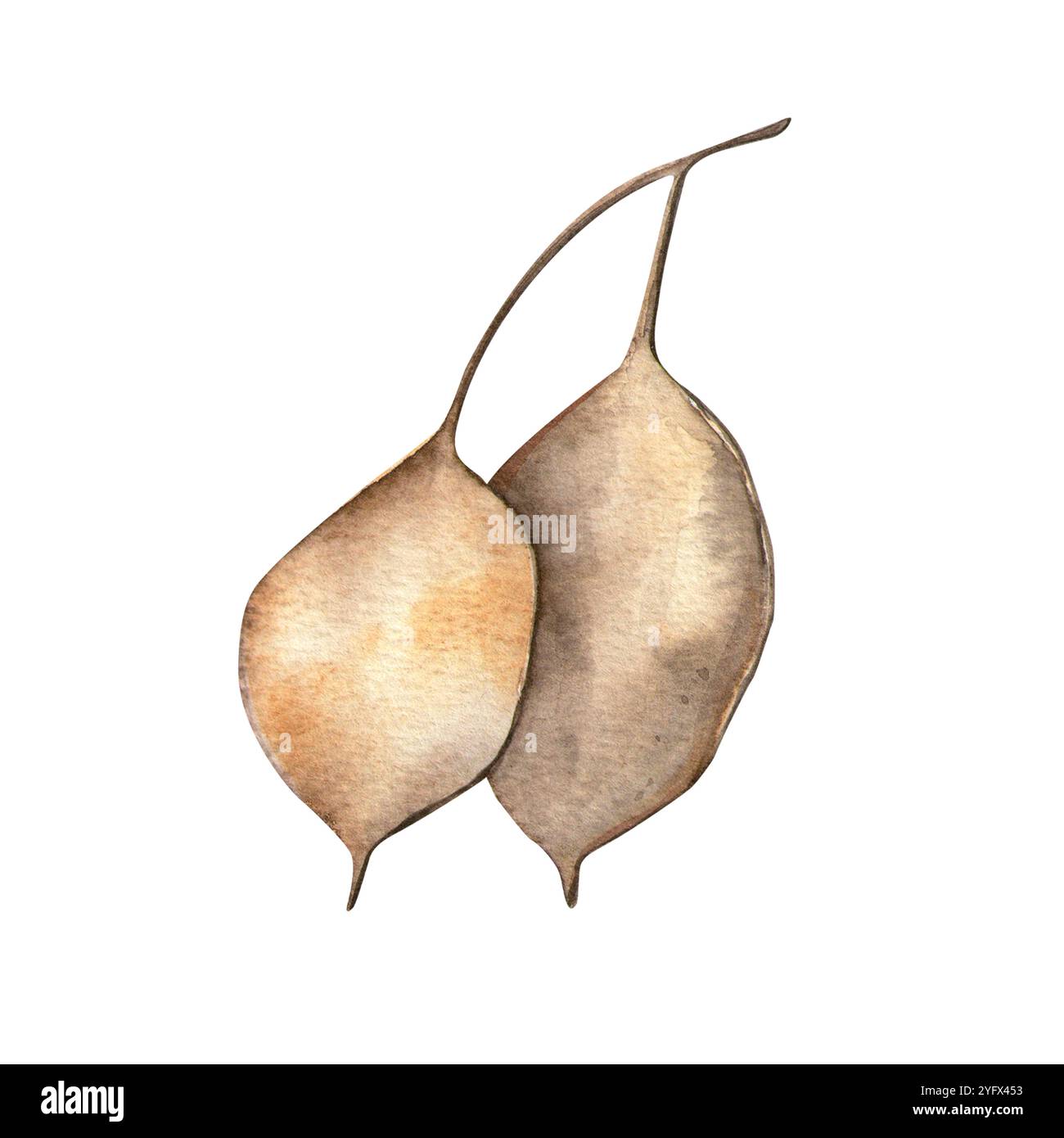 Lunaria. Isoliertes botanisches Element mit Aquarell und weißem Hintergrund. Geeignet für Muster, Druck, Herbstkomposition, Dekoration, Karte, Textil. Stockfoto